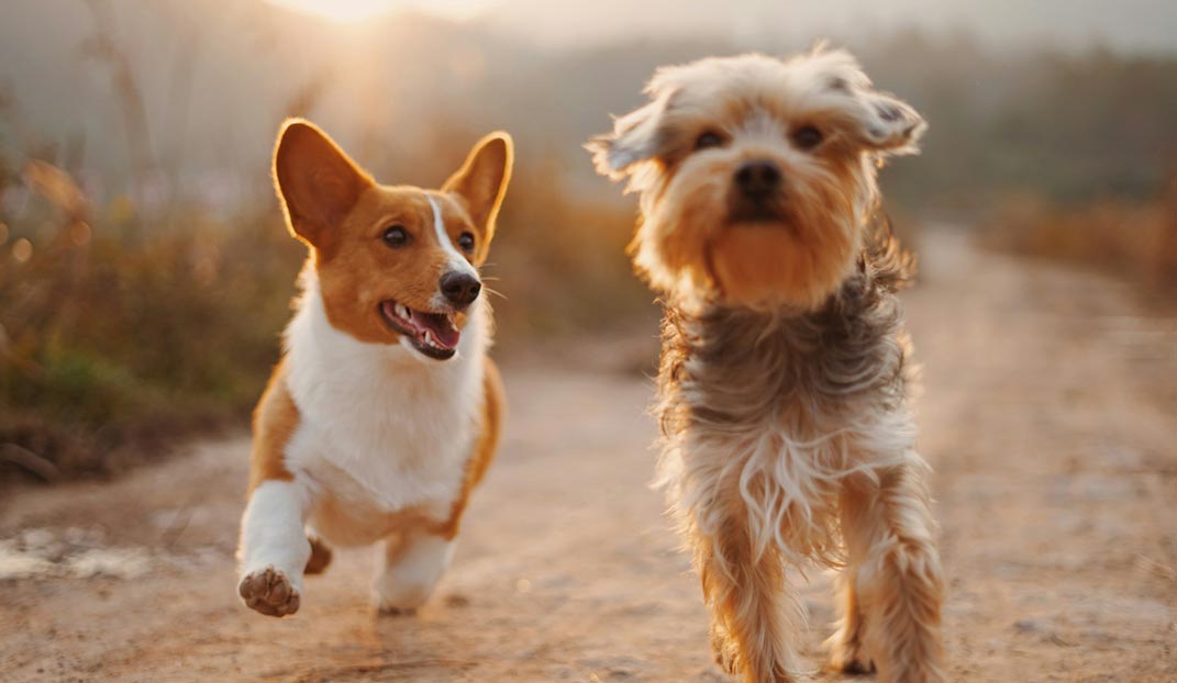 Paid ads generated a 310% increase in online purchases.